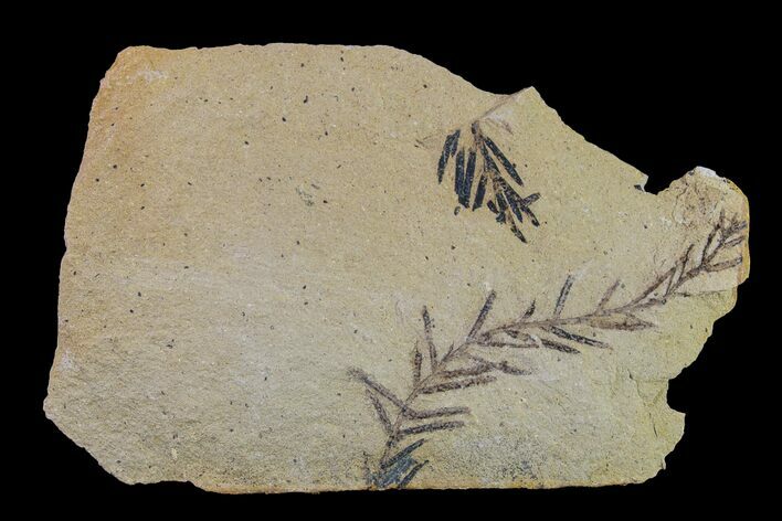 Dawn Redwood (Metasequoia) Fossil - Montana #153690